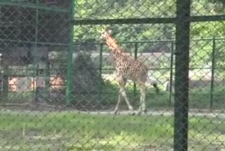 Re open Assam State zoo In Guwahati  june last