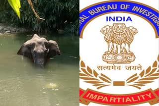 Elephant death in Kerala: Plea in SC seeks probe by CBI or SIT