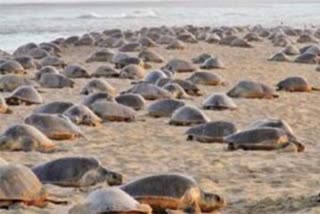 Nearly 2 crore Olive Ridley turtles made their way to sea from Odisha beach: DFO