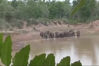 21-elephants-reached-kanker