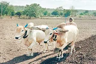 telangana farmers are waiting for rain for the cultivation in kharif