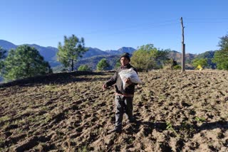 Corn sowing in Karsog