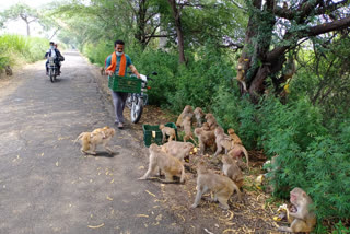 Bajrang Dal feeding bananas to the monkeys in Muradnagar