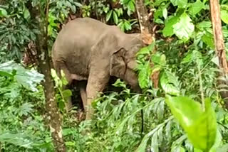 കാട്ടന ചെരിഞ്ഞ നിലയിൽ  മലപ്പുറം  wild elephant dead in malappuram  കാട്ടാന ചെരിഞ്ഞു