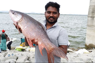 fishes purchases increased in janagama