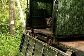 Forest Department capturing Cheetah