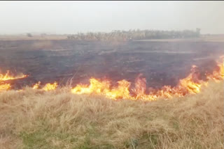 fire accident in banana crop at prakasam