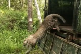 Karnataka:Leopard caught, released into Bandipur Tiger Reserve