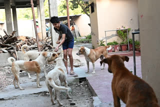 food to stray animals