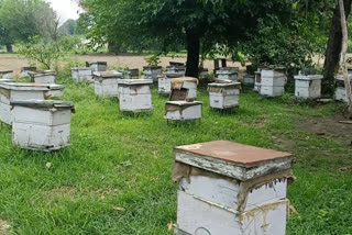 Bitech passes in Una are earning millions from beekeeping