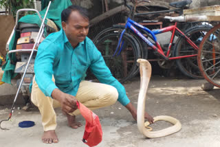 Rare white snake found in Dhule