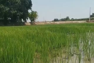 Jalandhar,Farmers, shortage of labor,planting paddy