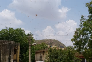Locust attack in Rajasthan's Bundi district