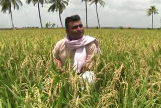 Paddy crop even in dry areas