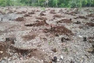 KCDC  Destruction   plant-trees