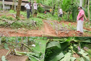 elephant  aaralam farm  kannur  കണ്ണൂർ  ആറളം ചെടിക്കുളം