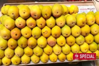 Mango farmers divided