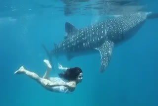 When Katrina Kaif went swimming with a giant whale shark