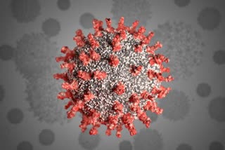 corona virus