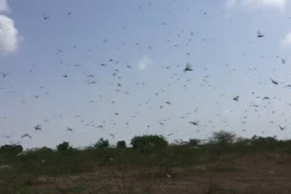 Etv Bharat, Gujarati News, Patan News,locusts appeared in the villages of Rankantha in Santalpur