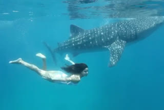 katirna kaif swimming with whale, ETVbharat