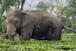 will male elephant dies in kerala