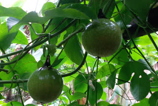 passion fruit cultivation at baksha