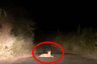 Leopard relaxes on the middle of the street in Andhra Pradesh's Kurnool