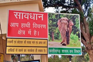 carcass of female elephant found in pratappur forest range of surajpur