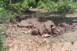 elephant  dead body found