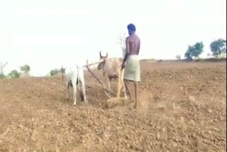 farmer-not-gate-crop-lone-in-nandurbar