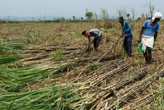 Sugarcane