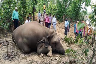 carcass of female elephant found in pratappur forest range of surajpur