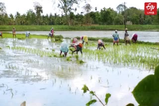 விளை நிலங்களை தயார் செய்யும் பணி தீவிரம்=