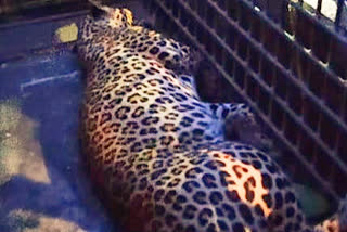 Minor girl killed in leopard attack in Uttar Pradesh