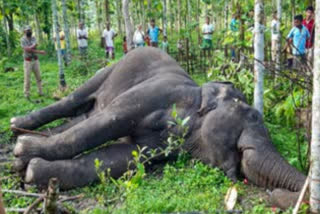 Injured male elephant dies in Kerala; Fight with other tuskers suspected