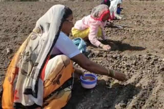 chilli cultivation