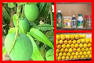 mango-farmers-divided-over-governments-pesticide-ban-in-maharashtra