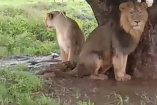 lion and lioness take shelter of tree