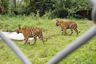 tiger Rudra died in Jaipur, नाहरगढ़ बायोलॉजिकल पार्क