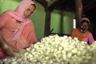 Silk production facing crisisi due to lockdown