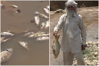 Thousands of fish died due to poisonous water in Nalagarh