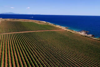 Istria lacks visitors to enjoy its fine wines