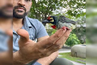 news of Mahendra Singh Dhoni reports, Dhoni saved birds life with help of her daughter Jeeva, Mahendra Singh Dhoni, महेंद्र सिंह धोनी की खबरें, बेटी जीवा की मदद से धोनी ने बचाई पक्षी की जान, महेंद्र सिंह धोनी