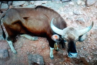 unhealthy female bison died in van vihar of bhopal