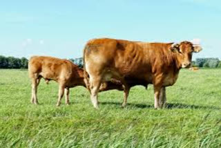 Cow antibodies to fight Kovid