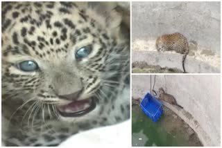 Forest officials rescue leopard cub from well in Pune