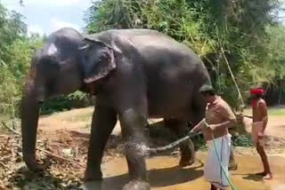 Bihar man wills half of his property to two elephants