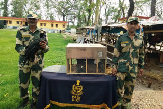 Foreign bird pachar at Gaighata