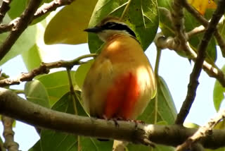 Indian pitta palghar  Indian pitta migration  indian pitta news  इंडियन पिट्टा न्यूज  पालघरच्या पश्चिम किनारपट्टीवर इंडियन पिट्टा  नवरंग पक्षी स्थलांतर